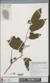 Image result for Sclerocroton