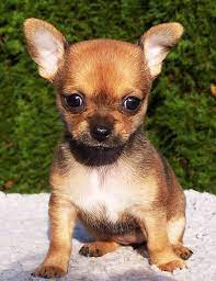 Perros Chihuahua Caracteristicas Tipos Cuidados Y Mas