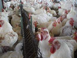Sick chickens can be targets for predators and bullying, so let's talk about what you should do if you think your chicken is sneezing or coughing. Respiratory Challenges Breathing Space For Antibiotic Reduction
