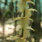 Image result for Diaphananthe pellucida