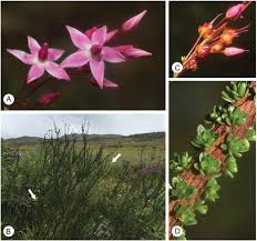 Image result for Ochna barbosae