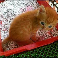 Kucing dewasa perlu diberi makan sekali atau dua kali sehari. Anak Kucing Untuk Di Beri Secara Percuma Pet Supplies Pet Accessories On Carousell