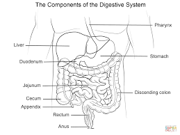 The human digestive system consists primarily of the digestive tract, or the series of. Human Digestive System Coloring Page From Anatomy Category Select From 29179 Printable Crafts Of Cart Human Digestive System Human Body Systems Coloring Pages