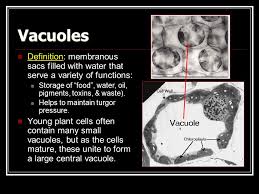 Vacuoles consist mostly of water. Plant Cells Tissues Plant Cells Plant Cells Have A Few Unique Organelles Vacuoles Plastids E G Chloroplasts Cell Wall Ppt Download