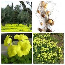 I fiori bianchi conferiscono varietà cromatica al nostro giardino, grazie alla loro luminosità e vivacità. 16 Idee Su Erbe Fiori E Frutti Spontanei In Sicilia Erbe Fiori Sicilia