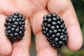 So most of the time they are ripe and people still think they are bitter. Big Opportunity In Berries Favor The Flavor Growing Produce