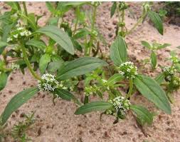 Image result for Mitracarpus