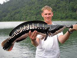 The northern snakehead fish or channa argus in scientific terms, are just interesting creatures of which really worth learning about. Fish The Giant Snakehead Ikan Toman Frankenfish Weehingthong