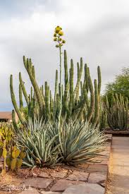 That force has since tethered me to phoenix and no one is more a fan of that vantage point than i am. Desert Botanical Garden Die Wunderwelt Der Wuste Hautnah Erleben