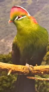 Image result for Turraea fischeri