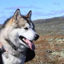 Auf der website dehunderassen.de führen wir eine liste von mehr als 300 hunderassen an, dabei eine ausführliche beschreibung der rasse: Sleddogrevue Alles Uber Schlittenhunde Huskys Sleddogrevue De