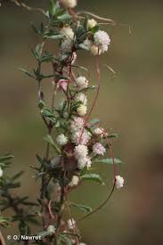 Image result for Cuscuta planiflora