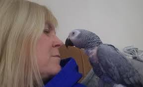 I purchased this bird from the local pet store about 2 years ago. At some  point her wing got damaged and can't fly. Out of all the birds she is the  most