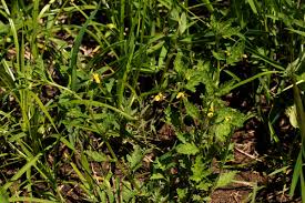 Image result for Jamesbrittenia micrantha