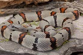 Calphotos Lampropeltis Alterna Gray Banded Kingsnake Cute Snake Snake Wallpaper Colorful Snakes