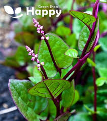 Image result for Basella