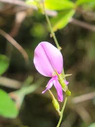 Image result for Galactia