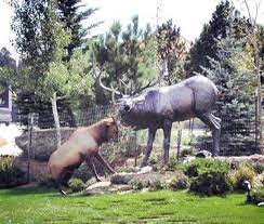 Estes Park Co During The Rut A Bull Elk Challenges The Bronze Statue Of Sampson A Town Favorite From Trail Gazette Photo Estes Park Elk Estes Park Photo