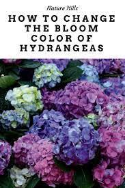 You Can Change The Color Of Some Hydrangeas Flower Garden Hydrangea Not Blooming Planting Flowers