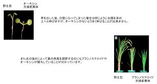 植物の環境応答機構と植物ホルモンを介した成長制御機構 嶋田 中村 公立大学法人 横浜市立大学 木原生物学研究所 植物応用ゲノム科学部門