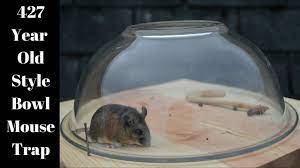 However, it is important to remember that mice released close to the house might find their way back inside. 8 Diy Mouse Traps You Can Make At Home