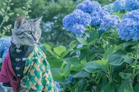 Wallpaper Kucing Lucu Home Facebook