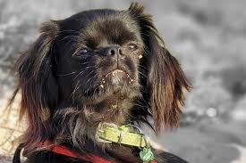 A full refund or replacement puppy will be offered instead. Cava Chin Size Appearance Temperament Hypoallergenic Price
