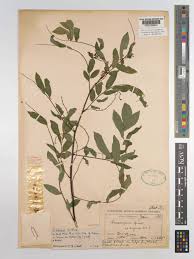 Image result for Ormocarpum kirkii