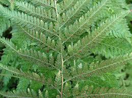 Image result for Microlepia speluncae