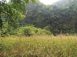 Image result for Cissus nigropilosa