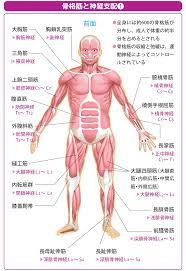 第1章 骨 神経 骨格筋の解剖と働き ナースフル疾患別シリーズの看護師基礎知識 ナースフル 骨格筋 筋肉解剖学
