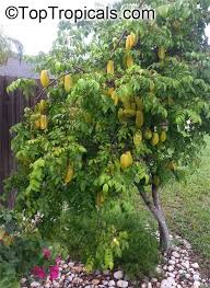 Image result for Averrhoa carambola