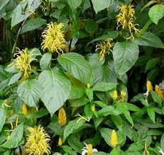 Image result for Justicia incana