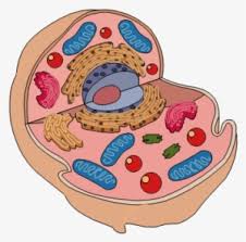 It shows the cell membrane, nucleus and mitochondria. Animal Cell Diagram Animal Cell Model Unlabeled Png Image Transparent Png Free Download On Seekpng
