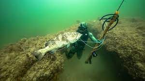 Spearfishing the great barrier reef from cairns to cardwell and everywhere in between. Spearfishing For Giant Grouper In Ocean Dangerous Shot Jiggin With Jordan Youtube