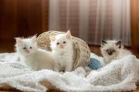 Ragdoll Kittens For Sale In Pennsylvania Breeders List 2022 Excited Cats