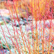 Maybe you would like to learn more about one of these? Cornus Sanguinea Plant Midwinter Fire Suttons