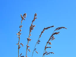 Image result for Tetraria