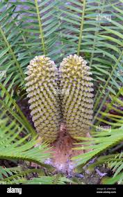 Image result for Encephalartos senticosus