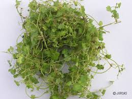 Image result for Hydrocotyle sibthorpioides