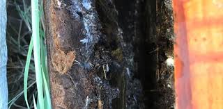 Cheap bond cleaning offering total pest control for cockroach, mosquito, bedbug, honeybee we guarantee that your property looks flawless and pest free. Pest Control And Carpet Cleaning Mango Hill All Corners Carpet Cleaning Pest Control