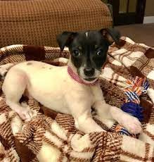 Rat Terrier Puppy For Sale In Rome Ga Adn 25461 On Puppyfinder Com Gender Female Age 8 Weeks Old Rat Terrier Puppies Rat Terriers Puppies For Sale