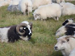 90.8 million meat chickens (9.7 percent of total slaughtered) 3.1 million sheep (25 percent of total slaughtered) 22 thousand cattle (1.1 percent of total slaughtered) none of the uk governments within the uk have a legal requirement to ensure all animals are stunned before slaughter. No Deal Brexit Could Cause Mass Slaughter Of Uk Lambs As End Of European Trade Spells Disaster For Farmers The Independent The Independent