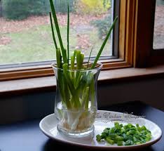Place them in enough water just to cover the white ends in a glass jar or container. Growing Green Onions In Water
