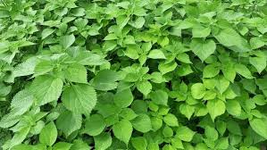 Image result for Boehmeria nivea