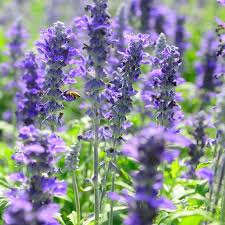 Bred by the louisiana state university college of agriculture for superior disease resistance and delicious fruit, the lsu purple fig is ideal for those who want easy growth and the promise of harvests. Texas Violet Salvia Sage High Country Gardens