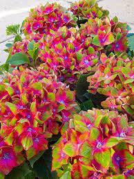Special Deal Hydrangea Glam Rock Pack Of Three Plants Flowers Perennials Hydrangea Garden Hydrangea Flower