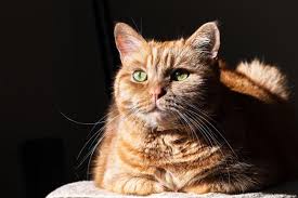 A variety of diseases, such as leukemia and myelofibrosis, can cause anemia by. Systemic Lupus Erythematosus Sle In Cats Cat World