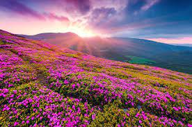 40 km, govindghat to pulna (2,000m/6,800ft). Valley Of Flowers And Hemkund Trek Upto 27 Off Mygoodtrip
