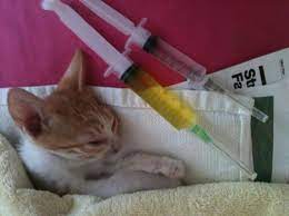 kedi parazit asisi